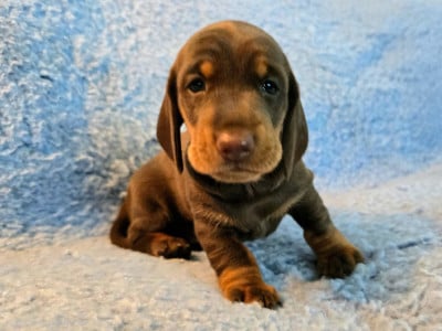 Les chiots de Teckel poil ras