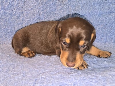 Les chiots de Teckel poil ras
