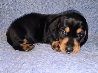 Les chiots de Teckel poil ras