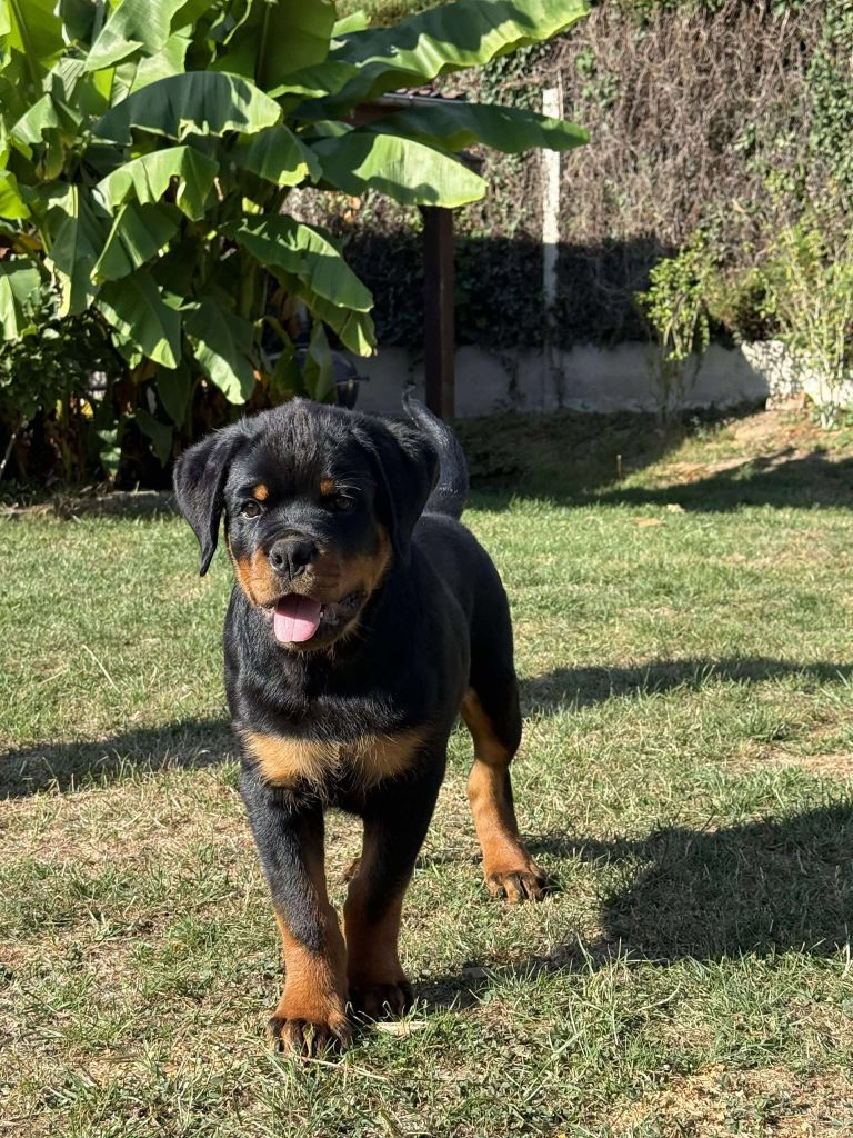 Ares Of Legend Mysteria