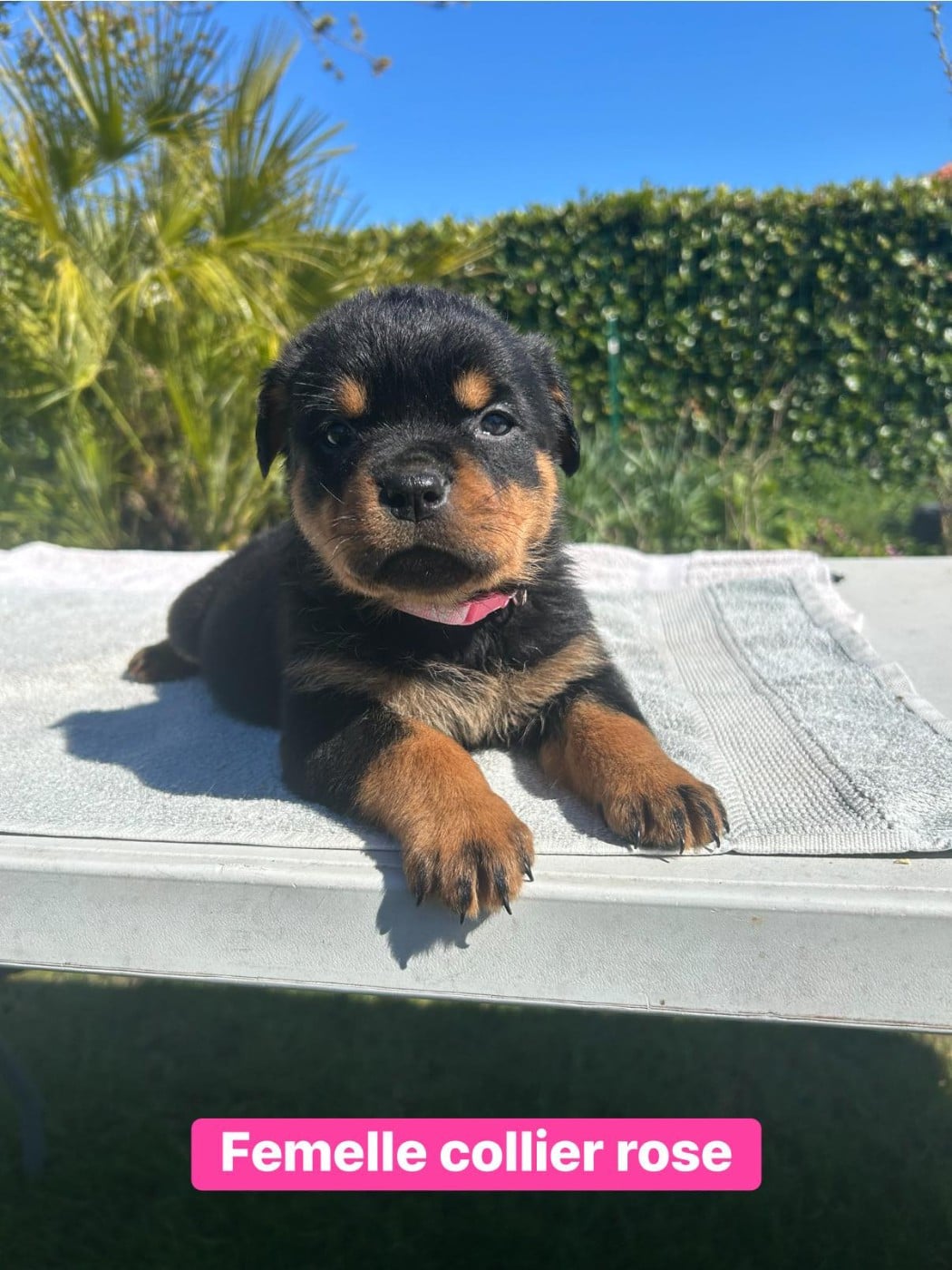 Rottweiler - Des Gardiens Du Mur De Glace