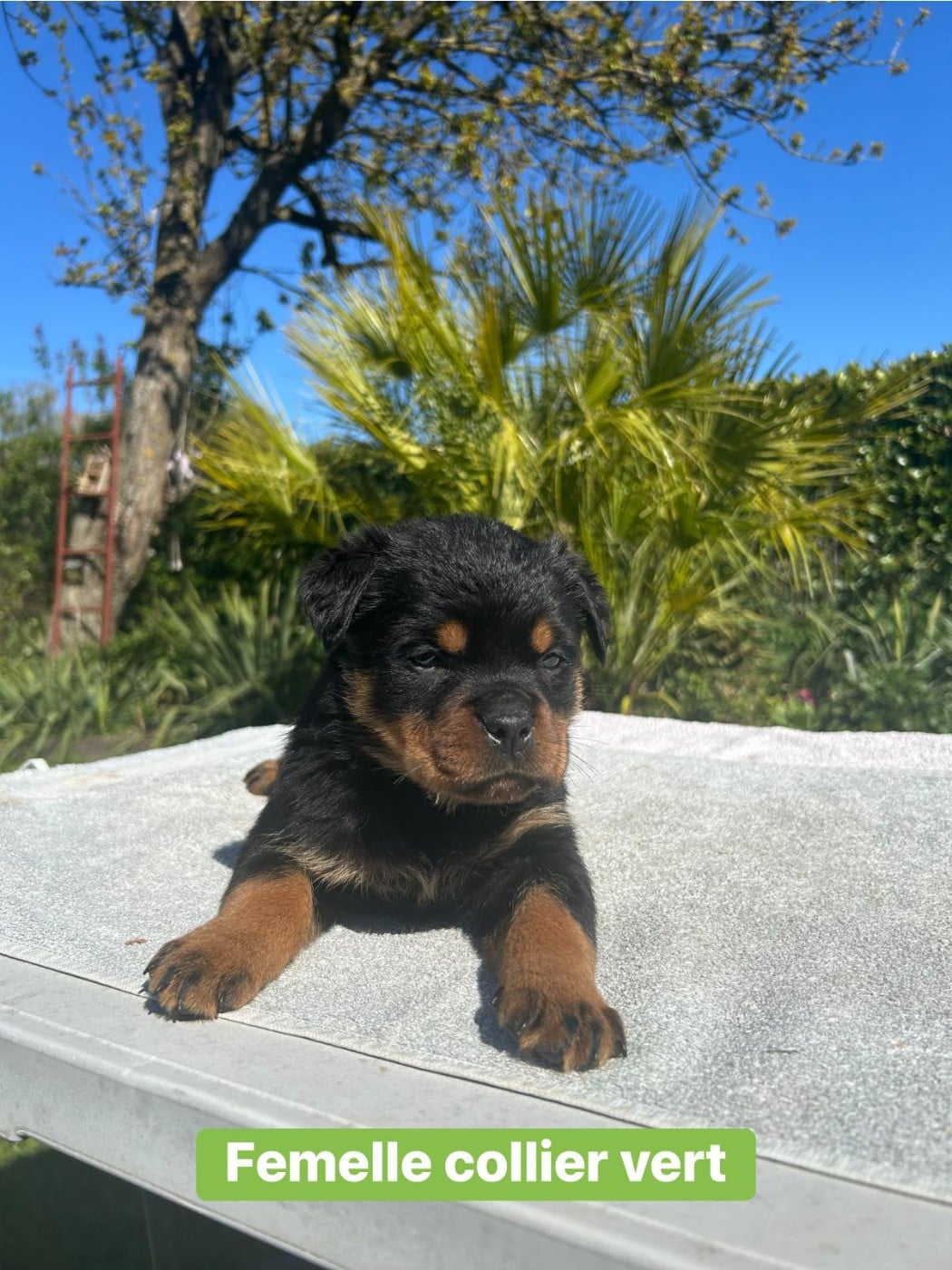 Rottweiler - Des Gardiens Du Mur De Glace