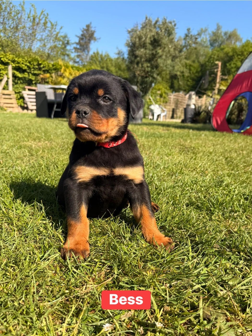 Rottweiler - Des Gardiens Du Mur De Glace