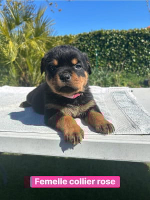 Les chiots de Rottweiler