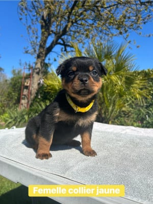 Les chiots de Rottweiler