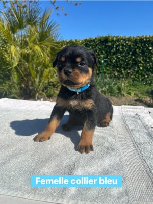 Les chiots de Rottweiler