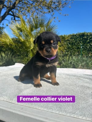 Les chiots de Rottweiler