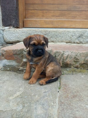 Les chiots de Border Terrier