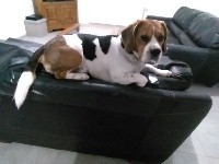 Étalon Beagle - Mon chien du Domaine du Retz