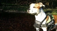 Étalon American Staffordshire Terrier - Helia du grand Molosse
