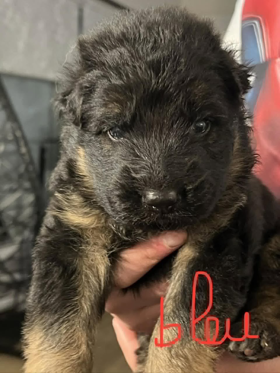 Mr bleu - Berger Allemand Poil Long