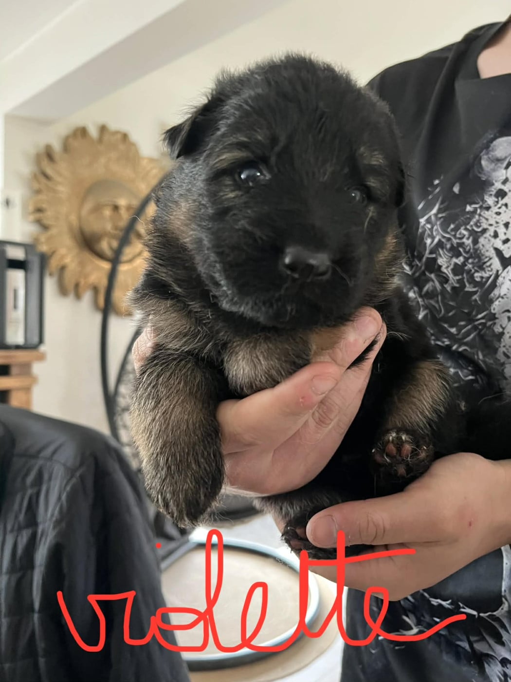Chiot N°5 - Berger Allemand Poil Long