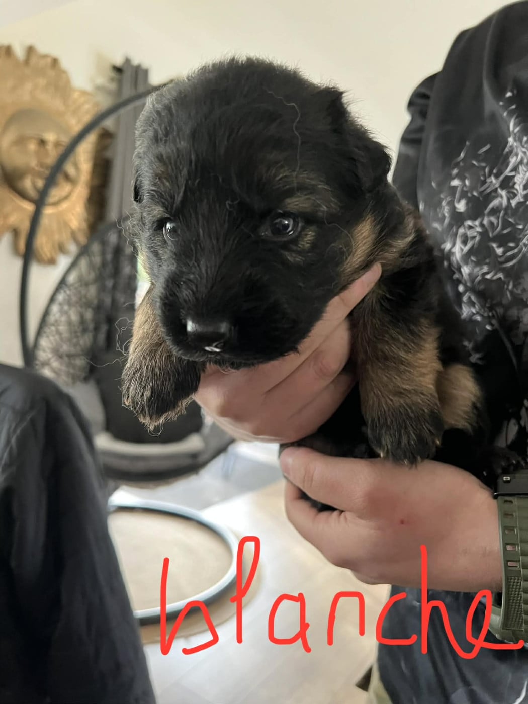 Chiot N°6 - Berger Allemand Poil Long