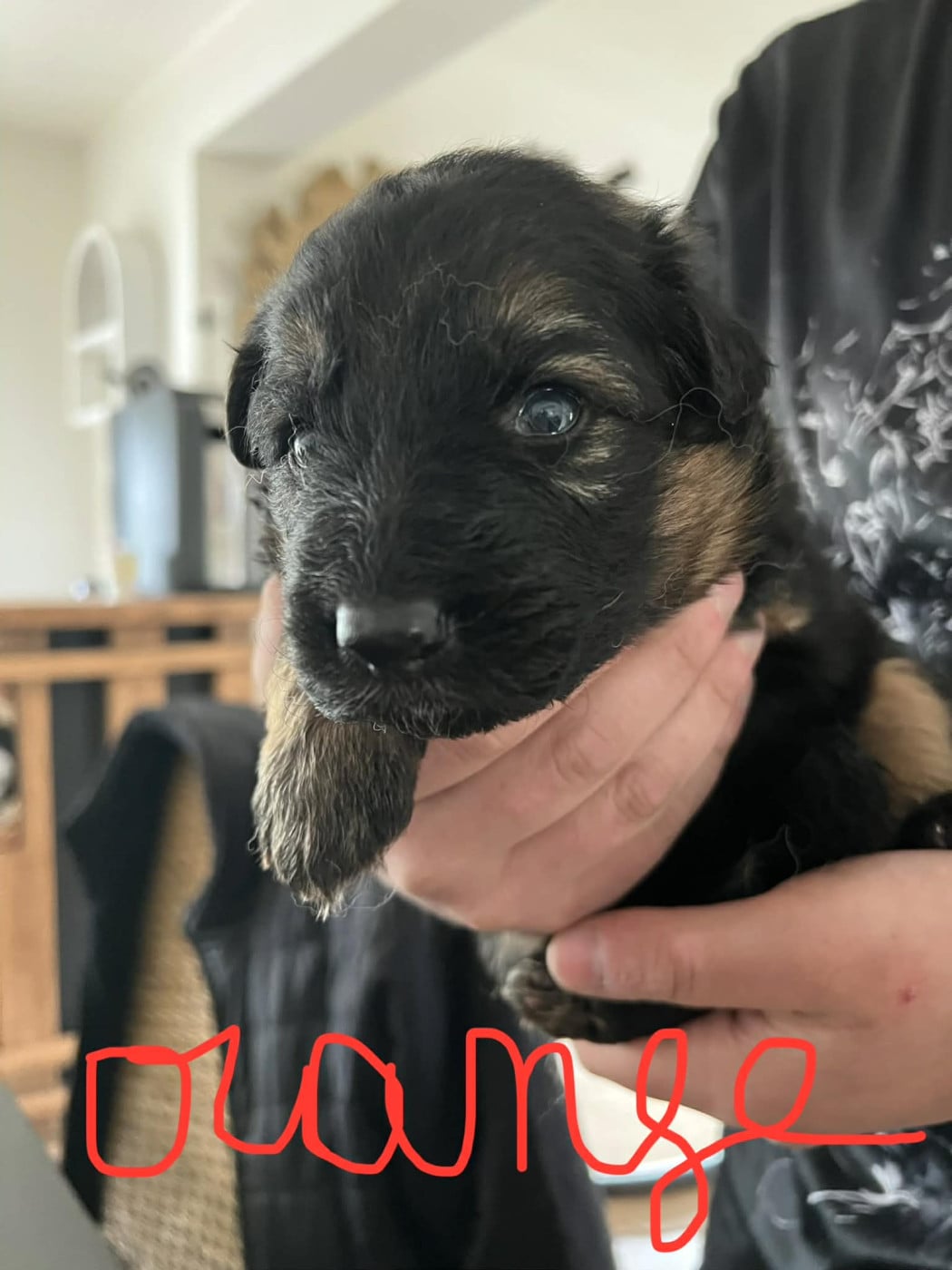 Chiot N°7 - Berger Allemand Poil Long