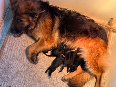 Les chiots de Berger Allemand