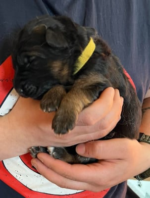Les chiots de Berger Allemand