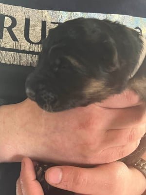 Les chiots de Berger Allemand