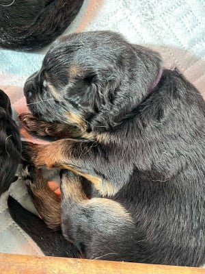 Les chiots de Berger Allemand