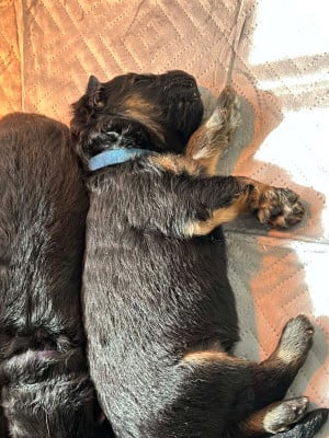 Les chiots de Berger Allemand