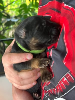 Les chiots de Berger Allemand