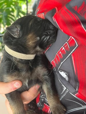 Les chiots de Berger Allemand