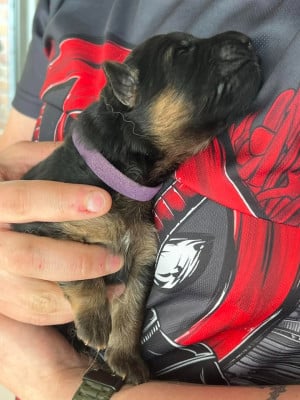 Les chiots de Berger Allemand