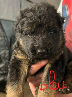 Les chiots de Berger Allemand