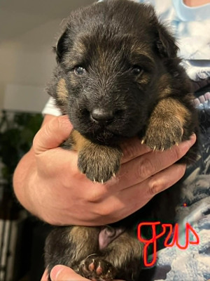 Les chiots de Berger Allemand