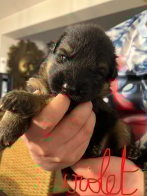 Les chiots de Berger Allemand