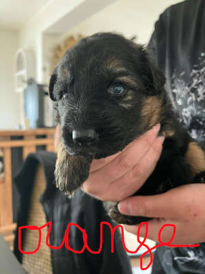 Les chiots de Berger Allemand