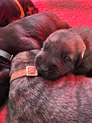 Les chiots de Levrier Irlandais