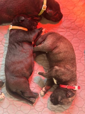 Les chiots de Levrier Irlandais