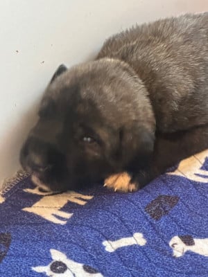 Les chiots de Levrier Irlandais