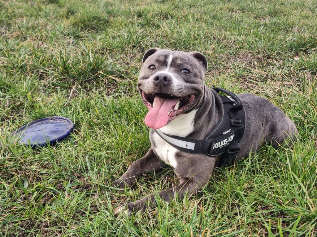 Publication : (Sans Affixe) Auteur : Jordy espin