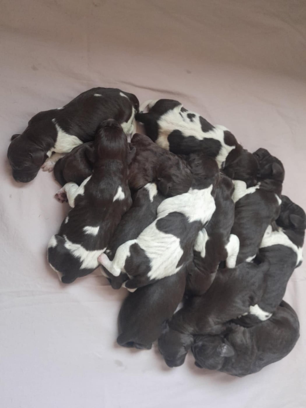 Chiot N°1 - Braque allemand à poil court