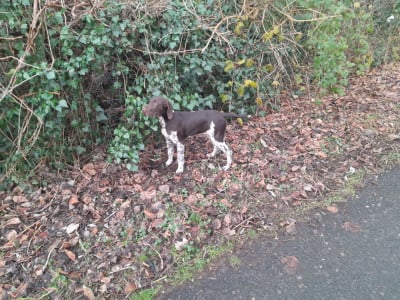 Braque allemand à poil court