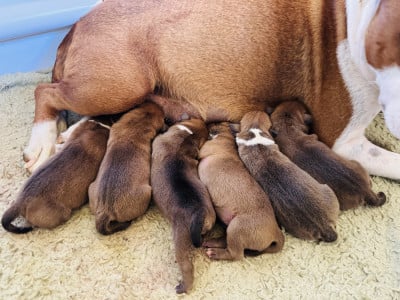 Les chiots de Staffordshire Bull Terrier