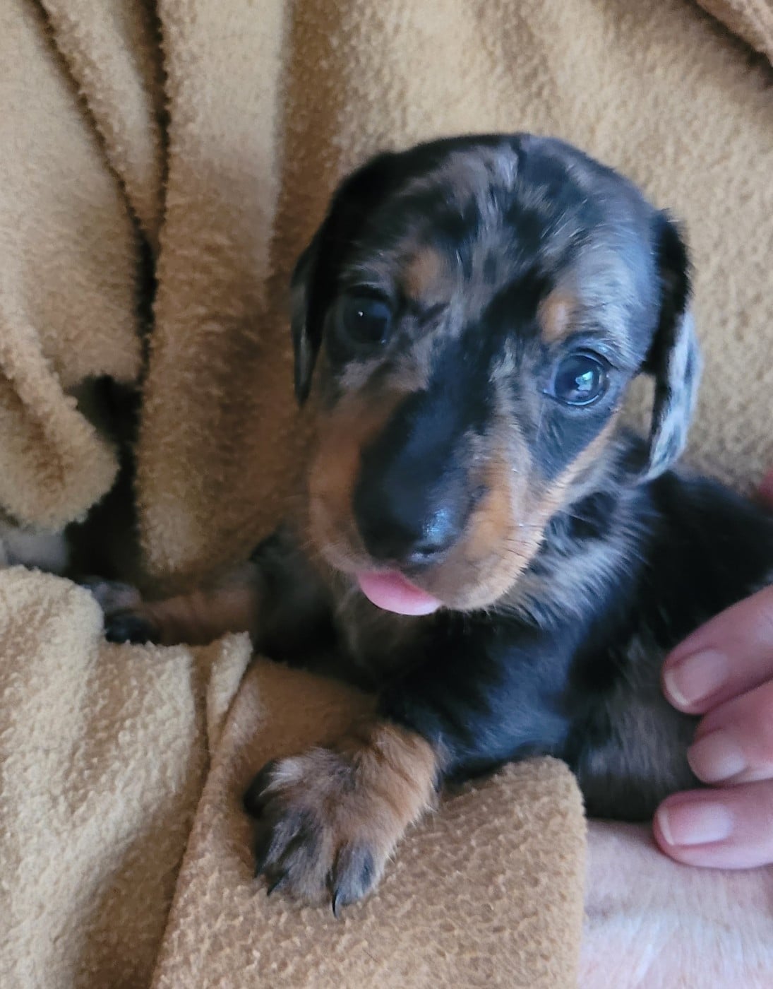 AJNA - Teckel poil ras