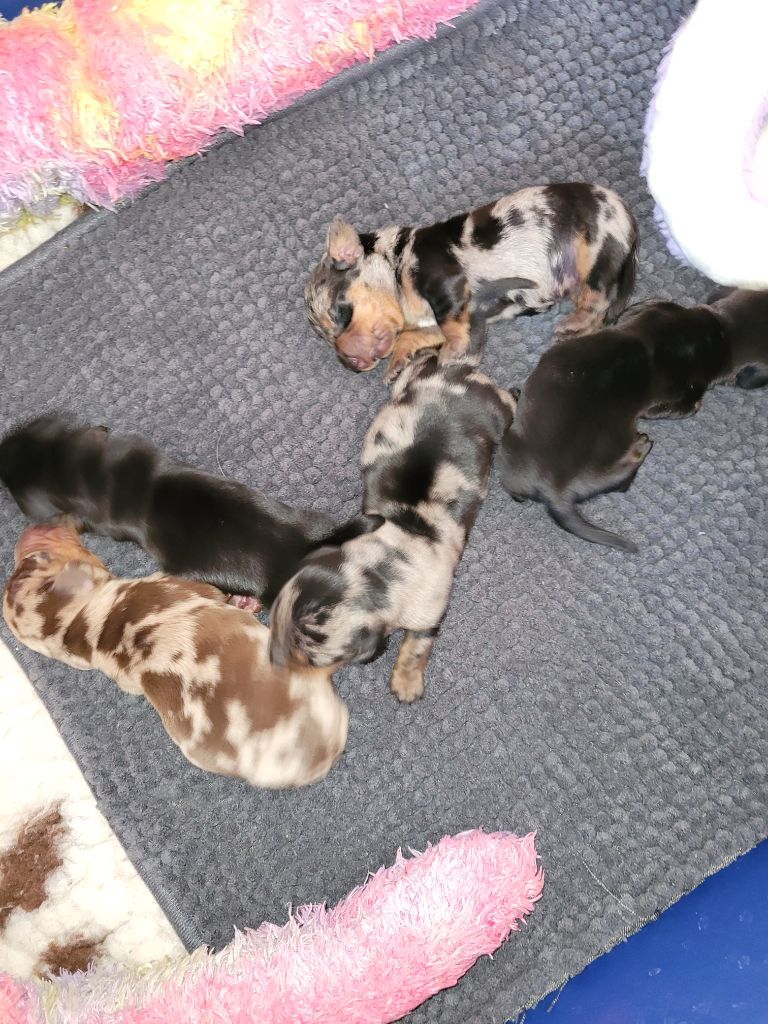 Teckel poil ras - Des Alpes Bernoises