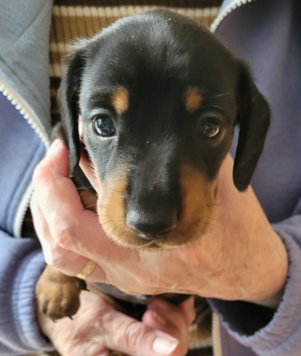 Les chiots de Teckel poil ras