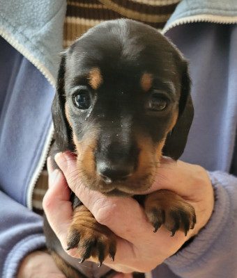 Les chiots de Teckel poil ras