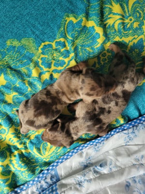 Les chiots de Teckel poil ras