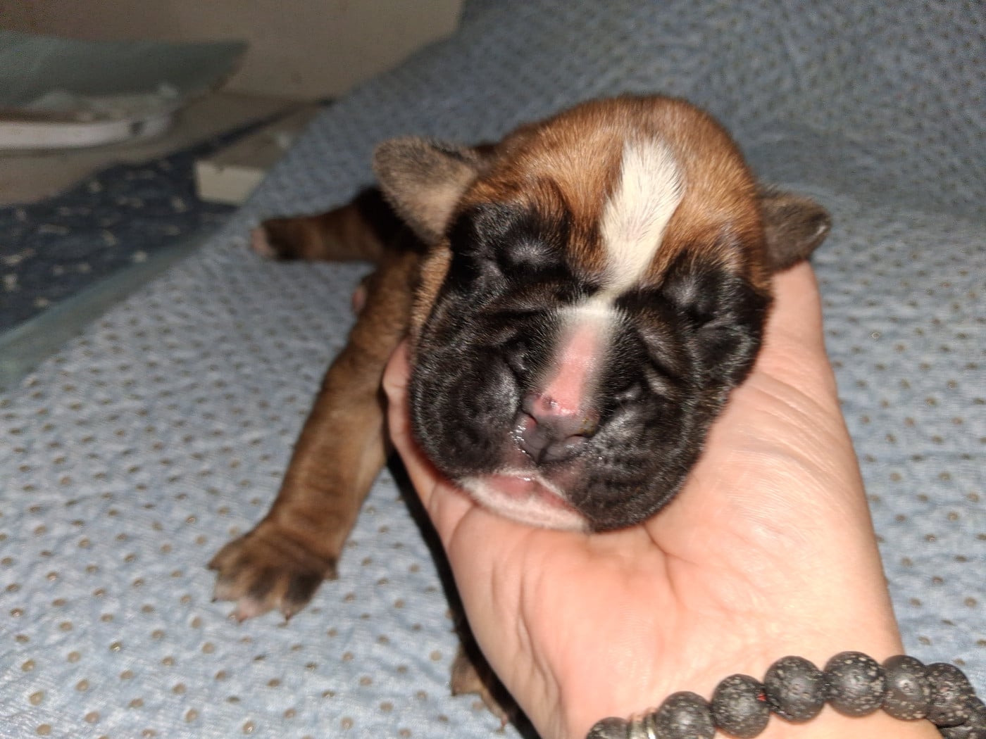 Chiot N°1 - Boxer