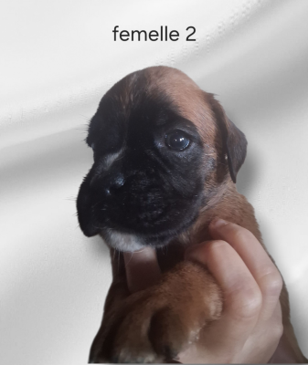 Les chiots de Boxer