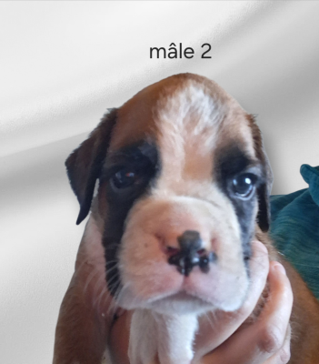 Les chiots de Boxer
