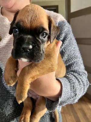 Les chiots de Boxer