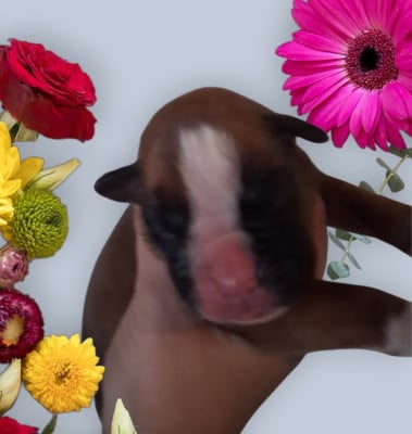 Bella - Boxer