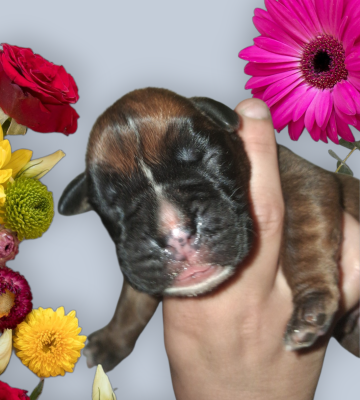 Les chiots de Boxer