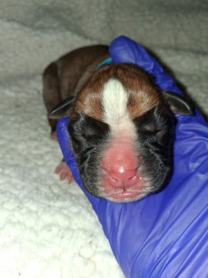 CHIOT 4 - Boxer