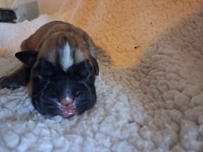 CHIOT 6 - Boxer
